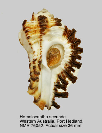 Homalocantha secunda.jpg - Homalocantha secunda(Lamarck,1822)